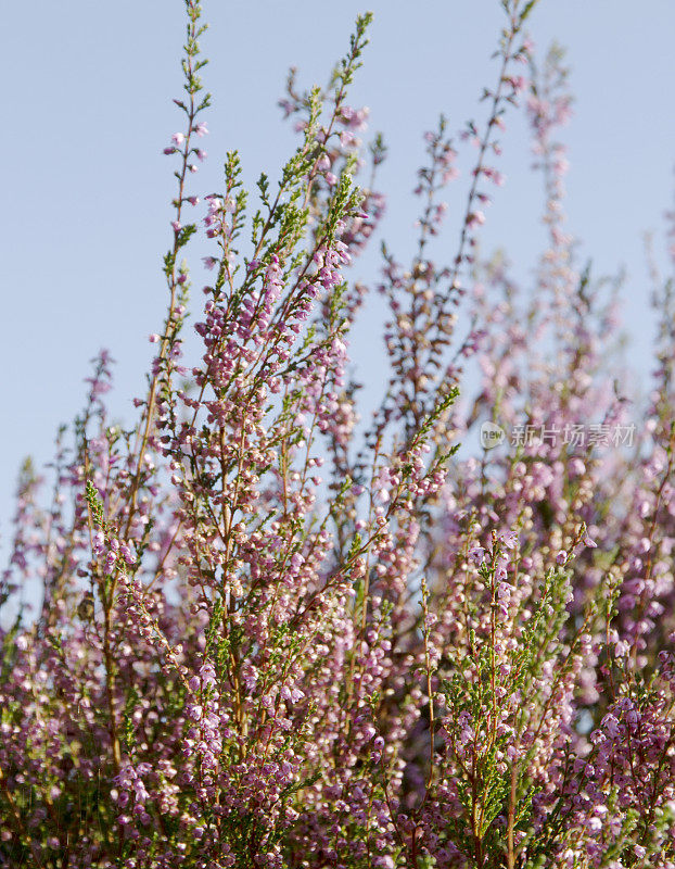 希瑟，凌(Calluna vulgaris)